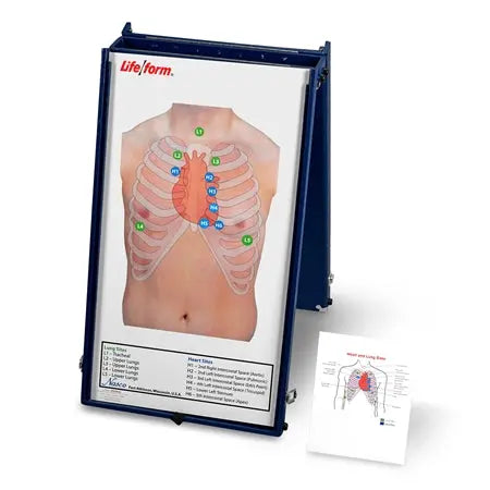 Ausculation Board With Case Only - First Aid Market