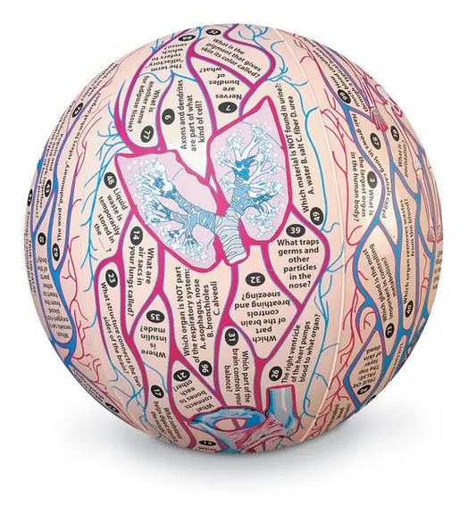 Human Anatomy Clever Catch Ball - First Aid Market