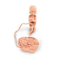 Human Fetus Replica - 20 Week - LF00813U - First Aid Market