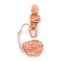 Human Fetus Replica - 5 Month Female - LF00829U - First Aid Market