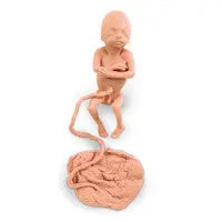 Human Fetus Replica - 5 Month Male - LF00830U - First Aid Market