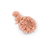 Human Fetus Replica - 7-8 Week - LF00707U - First Aid Market