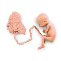 Human Fetus Replica - 7 Month - LF00708U - First Aid Market