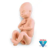 Human Fetus Replica - Full-Term Male - LF00931U - First Aid Market